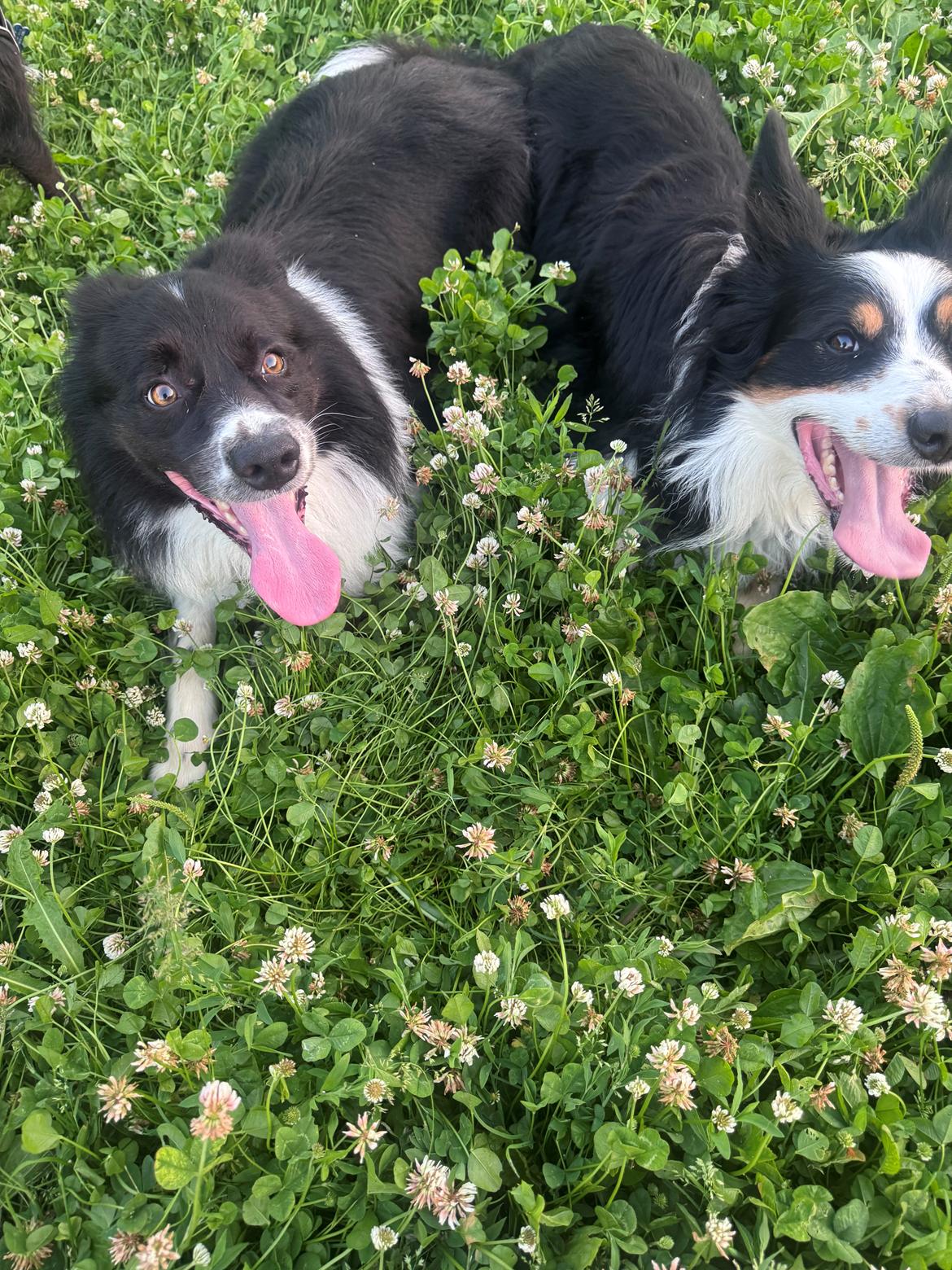 Border collie Woody  billede 10