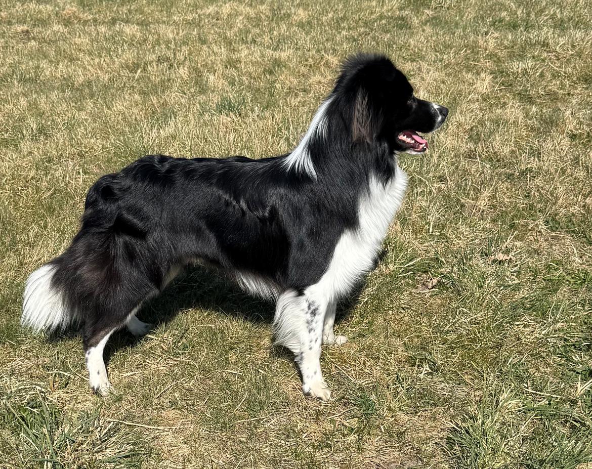 Border collie Woody  billede 11