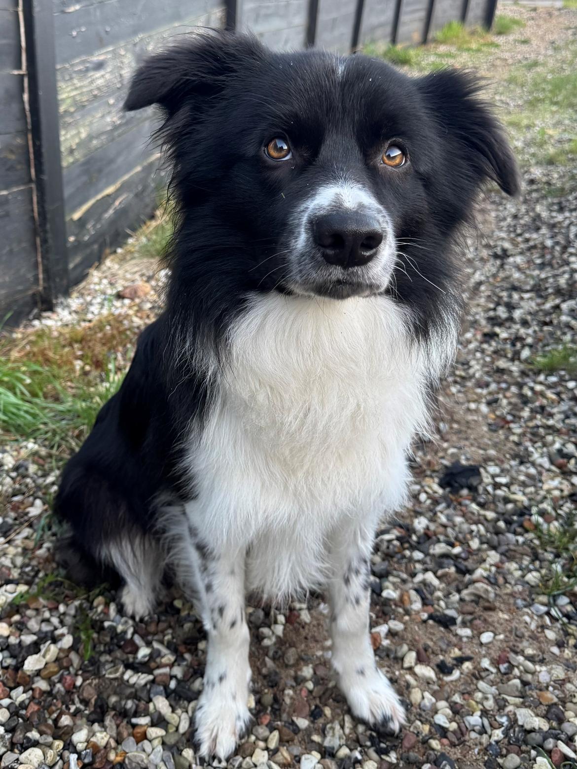 Border collie Woody  billede 13