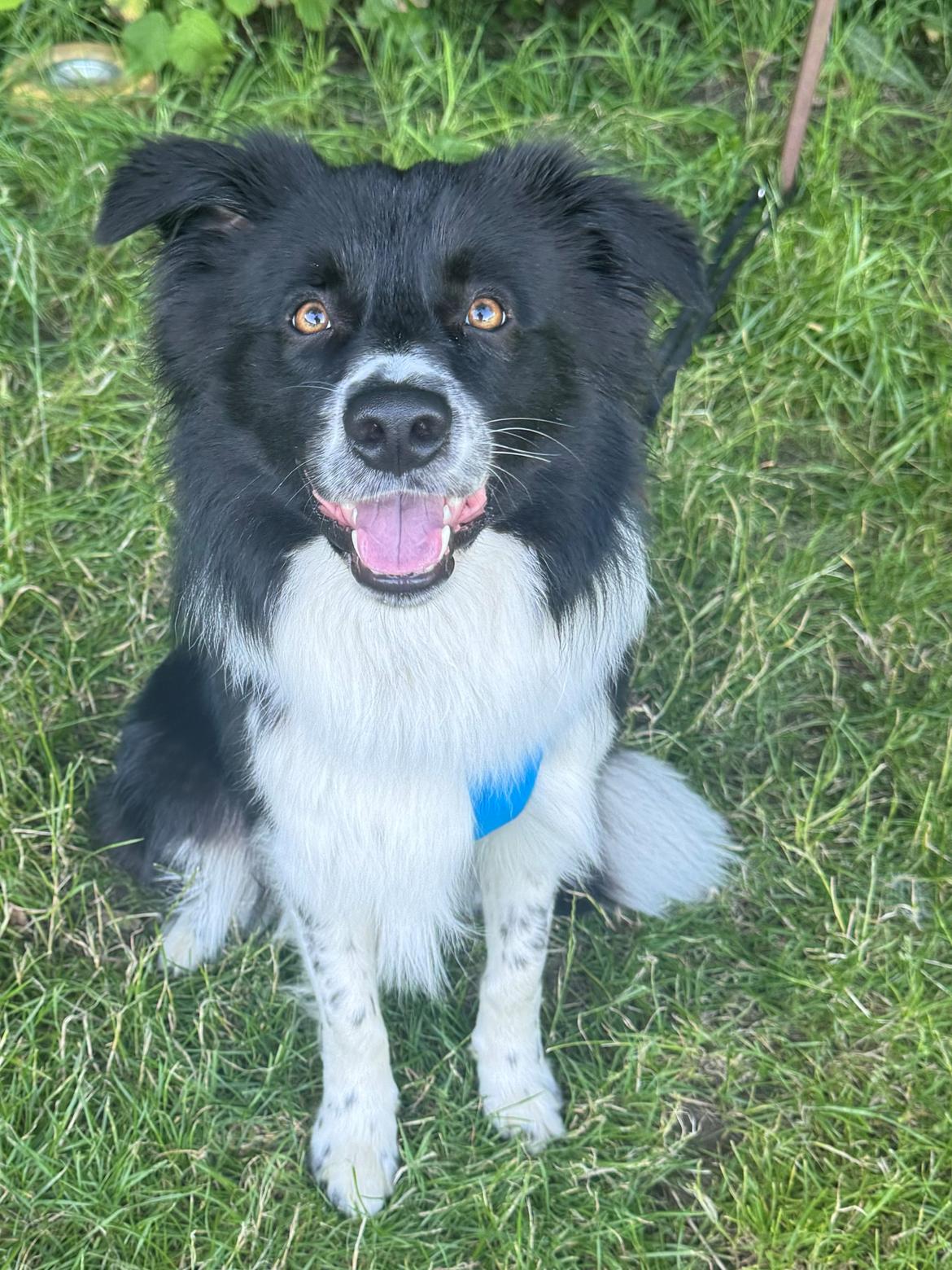 Border collie Woody  billede 14
