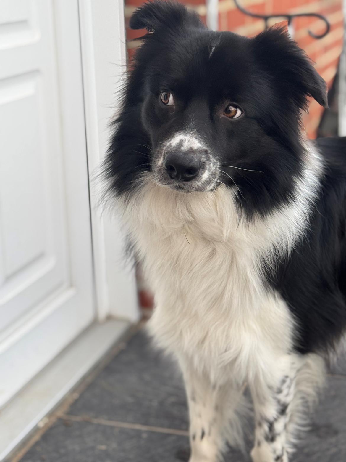 Border collie Woody  billede 12