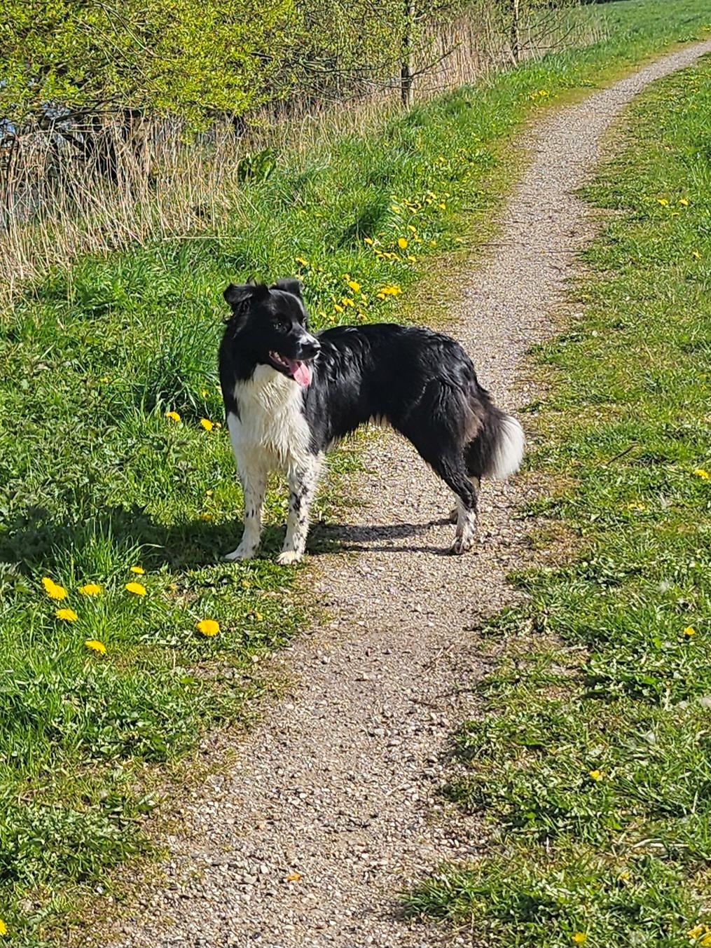 Border collie Woody  billede 16