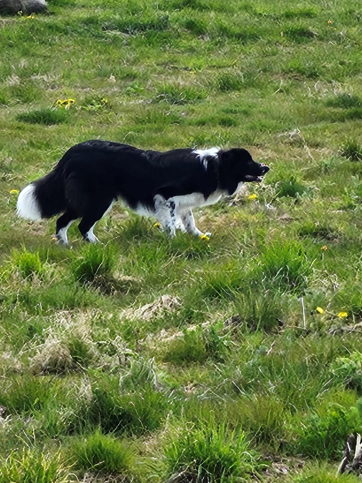 Border collie Woody  billede 17