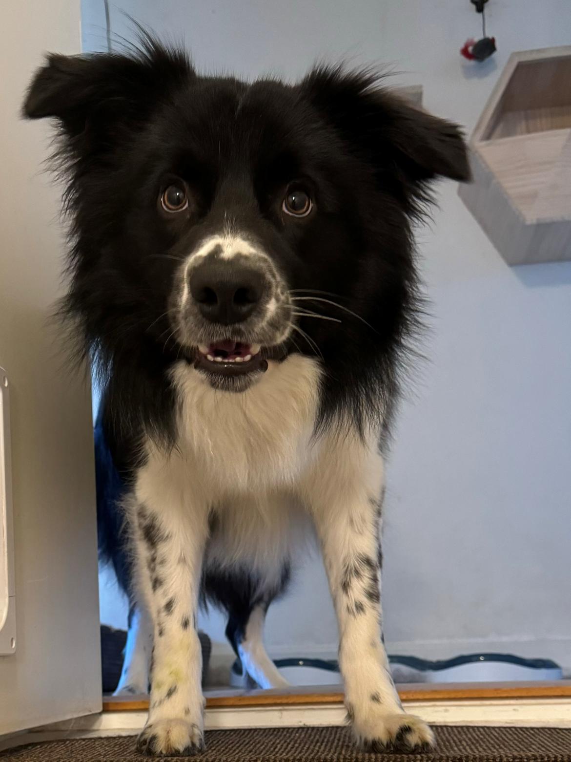 Border collie Woody  billede 15