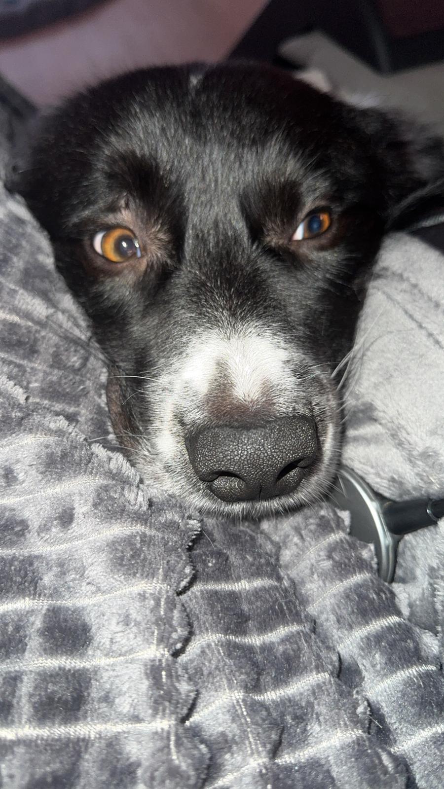 Border collie Woody  billede 18