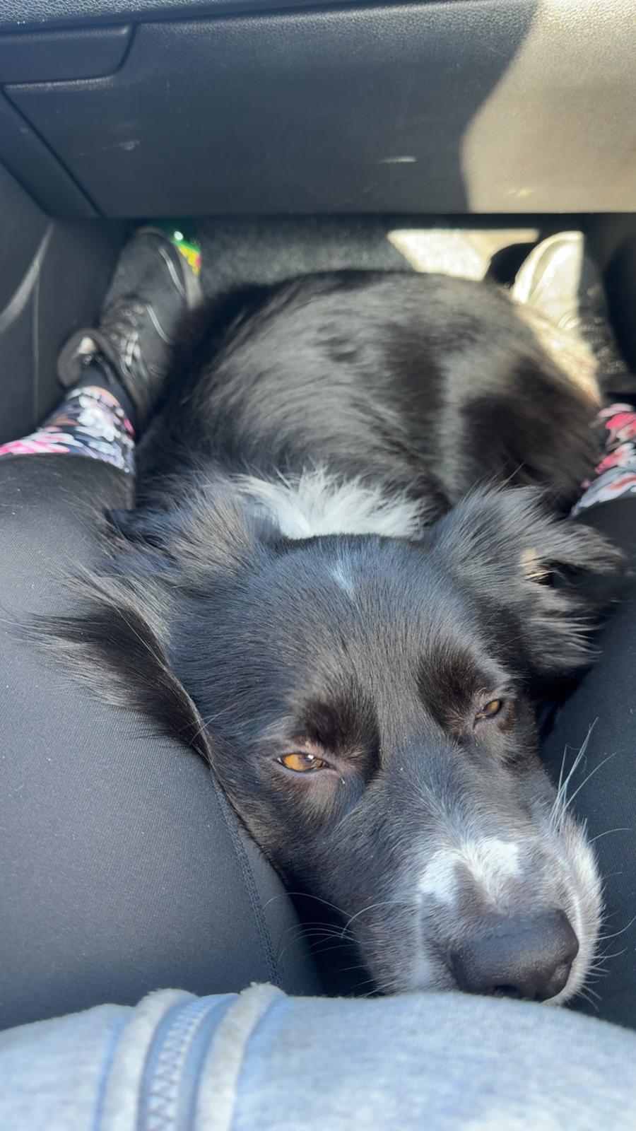 Border collie Woody  billede 19