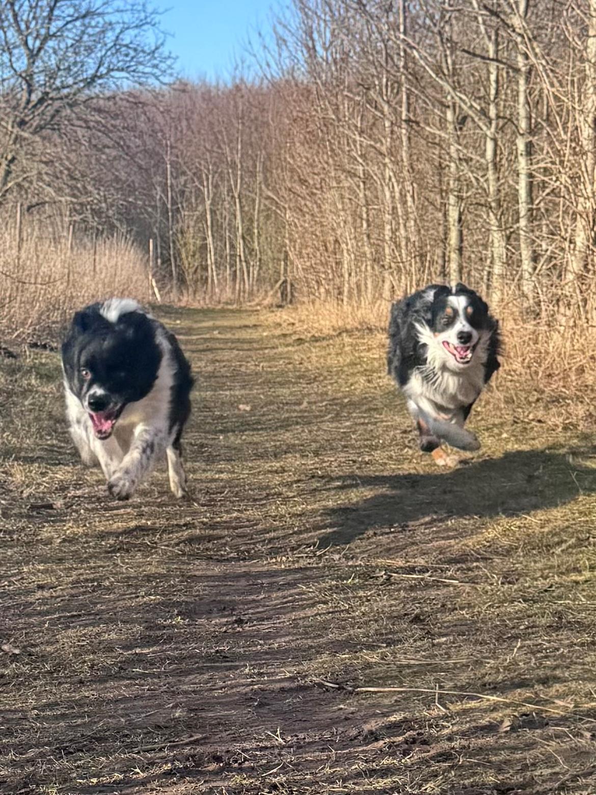Border collie Woody  billede 22