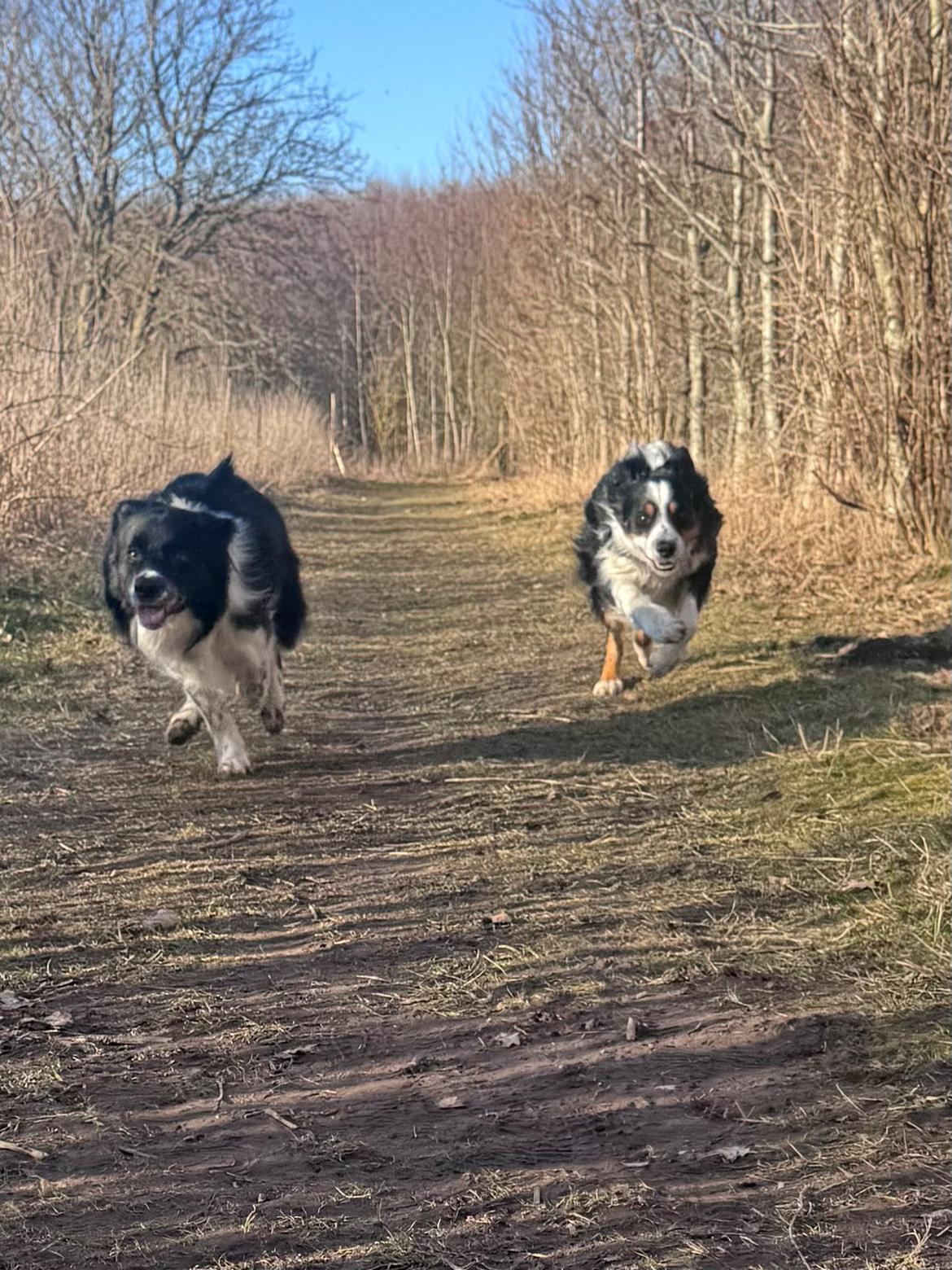 Border collie Woody  billede 23