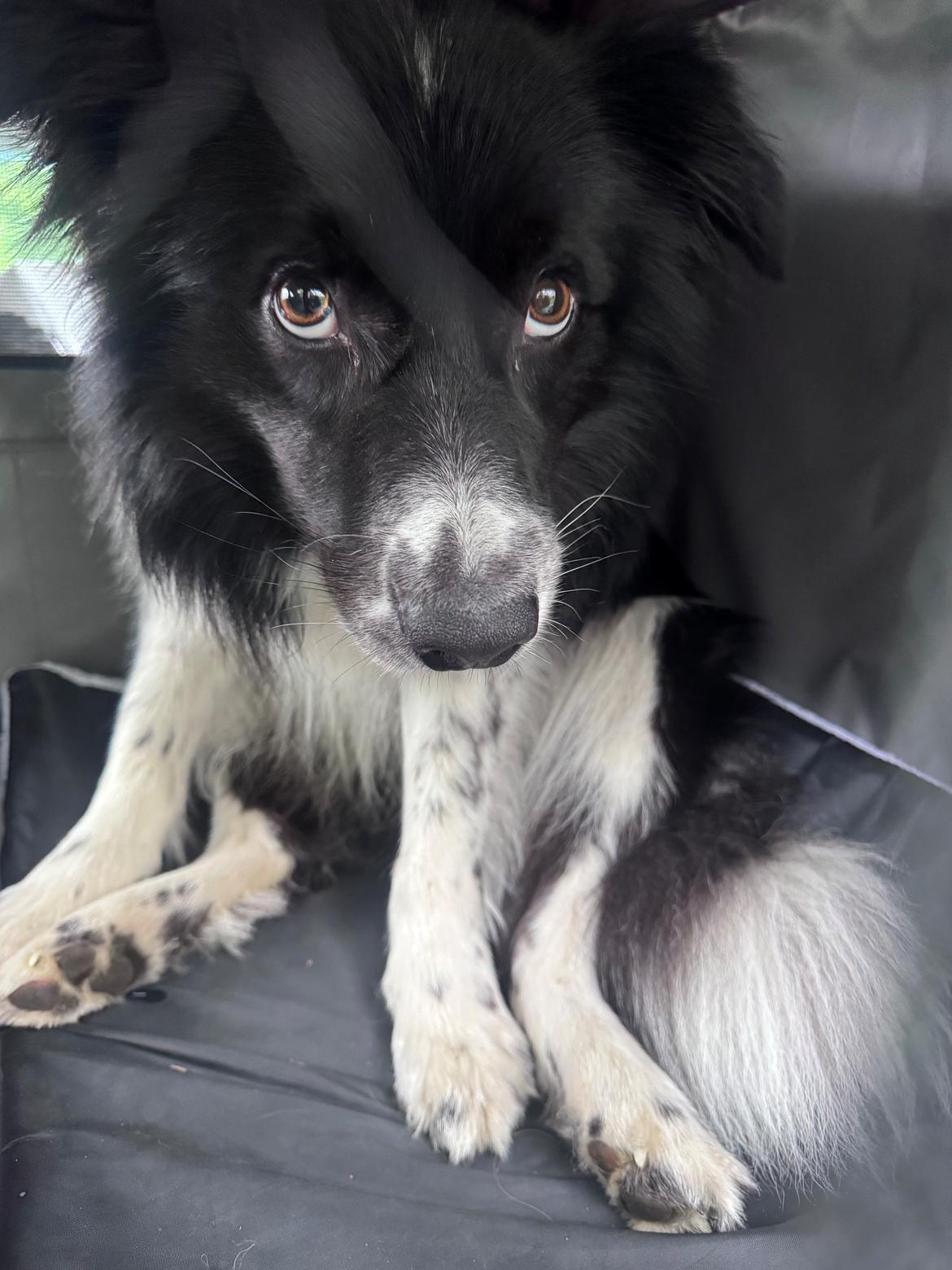 Border collie Woody  billede 21