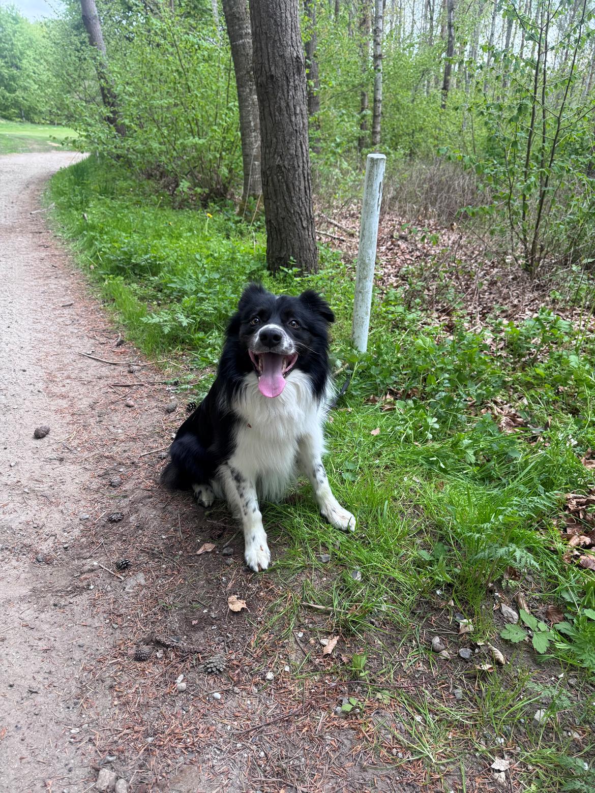 Border collie Woody  billede 24