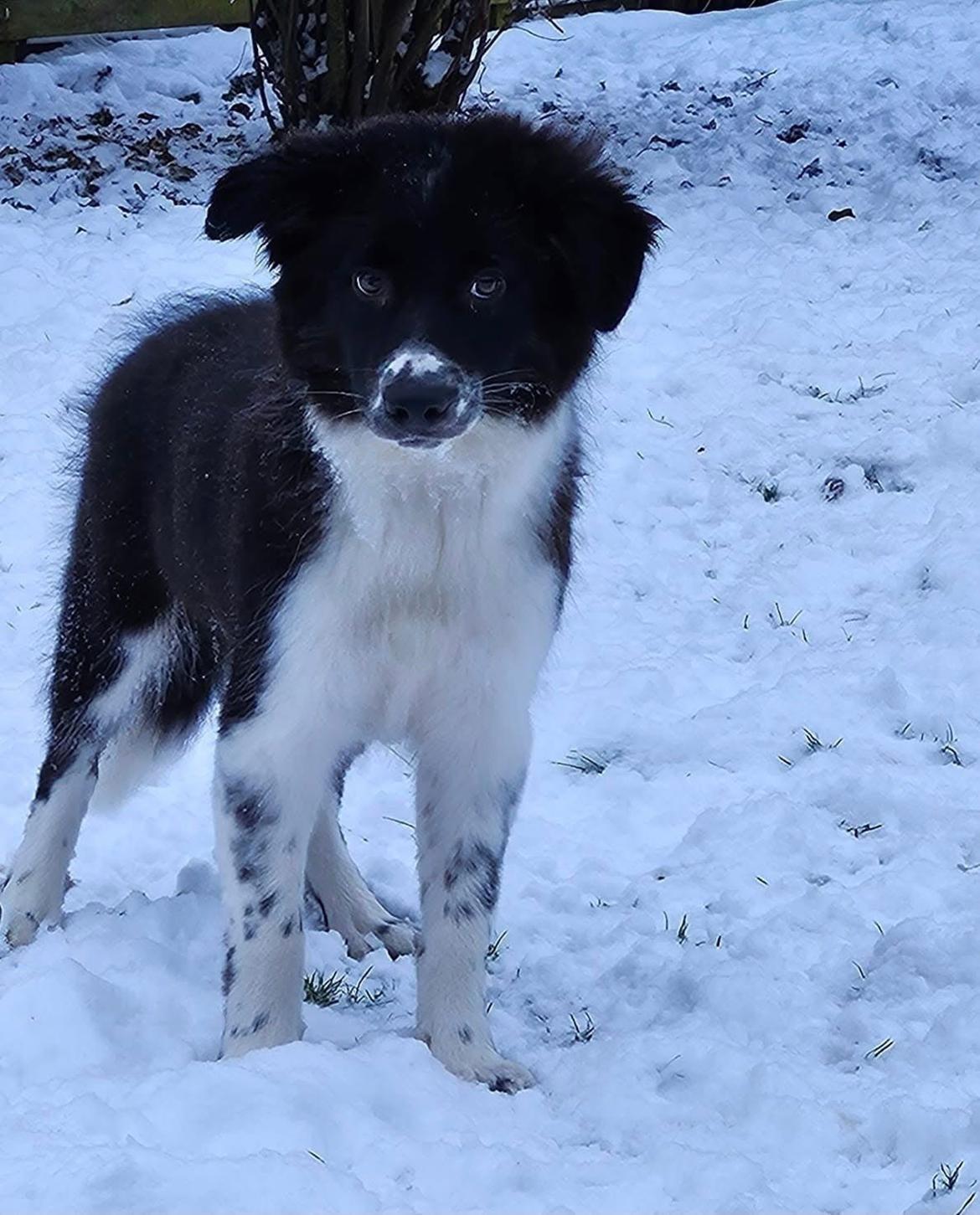 Border collie Woody  billede 25