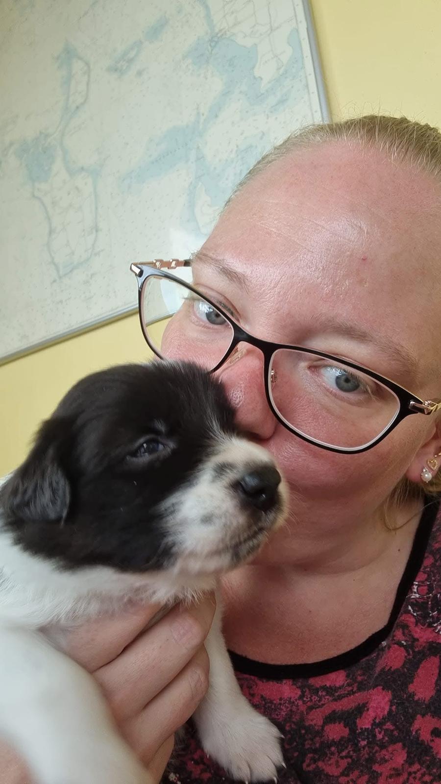 Border collie Woody  billede 26