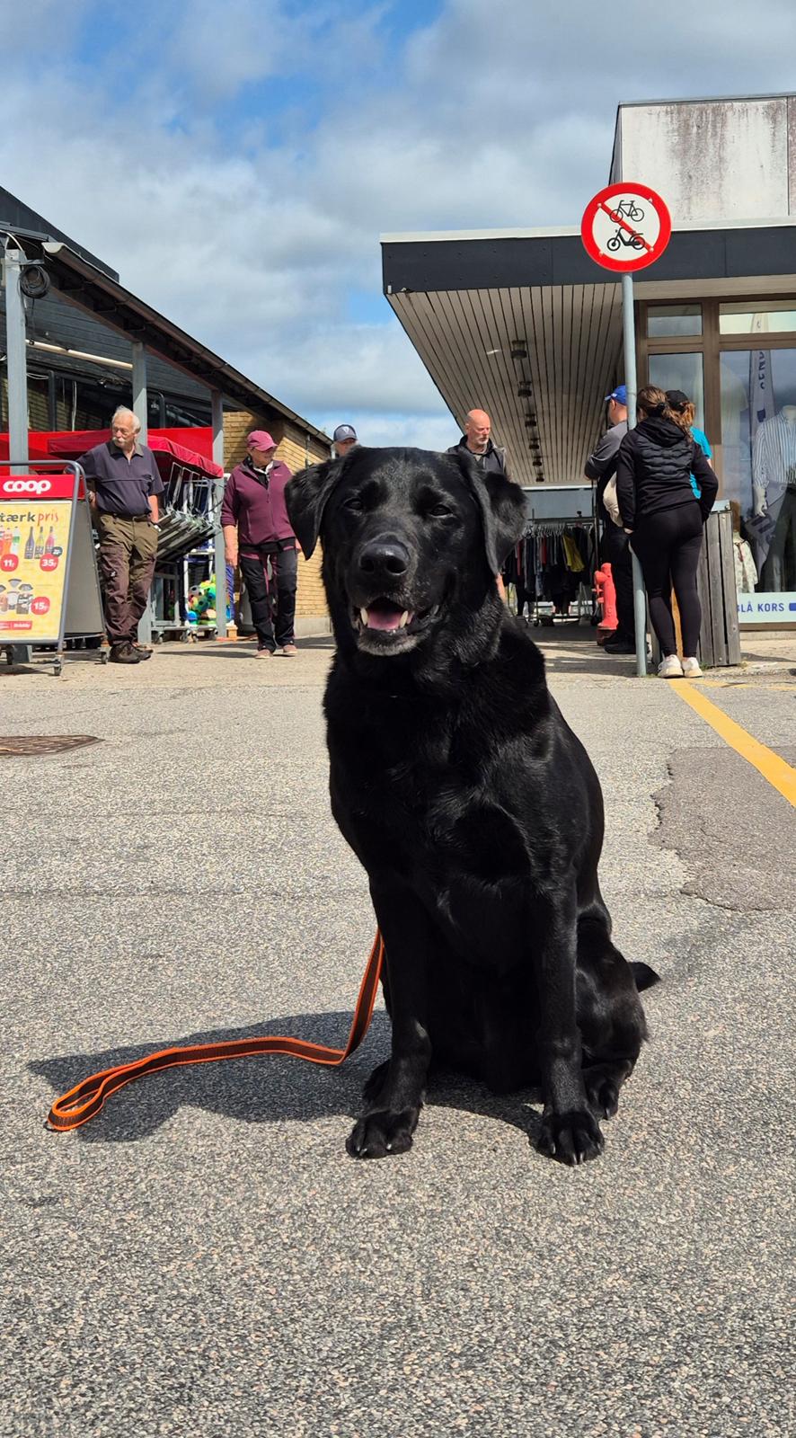 Labrador retriever Græskar * 16 03 2021 -  billede 23