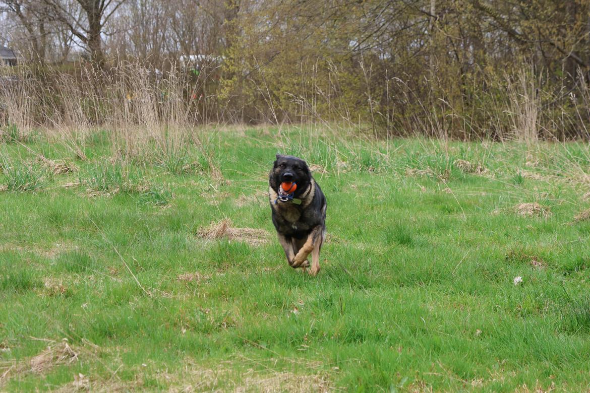 Schæferhund Team Lynn Asko (Basse) billede 3