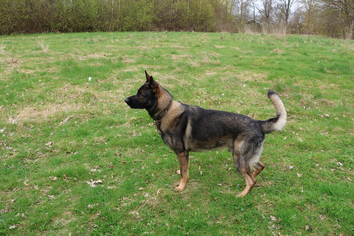 Schæferhund Team Lynn Asko (Basse) billede 4