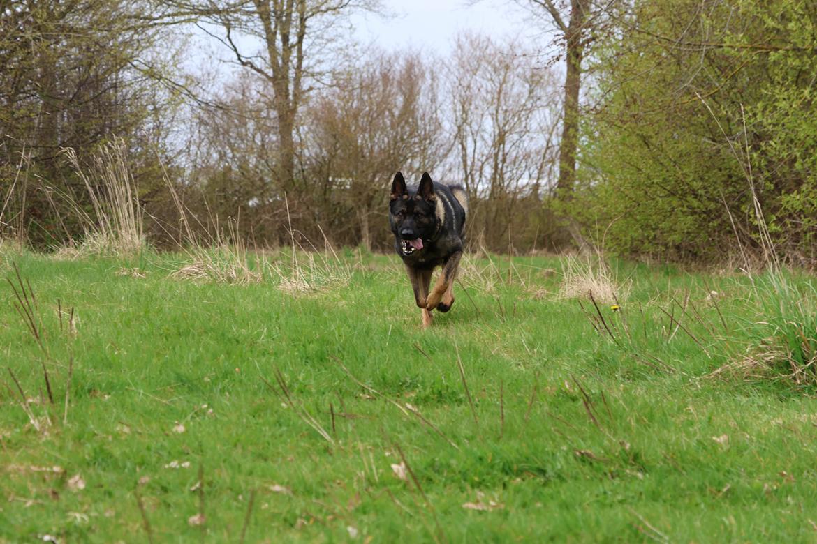 Schæferhund Team Lynn Asko (Basse) billede 5