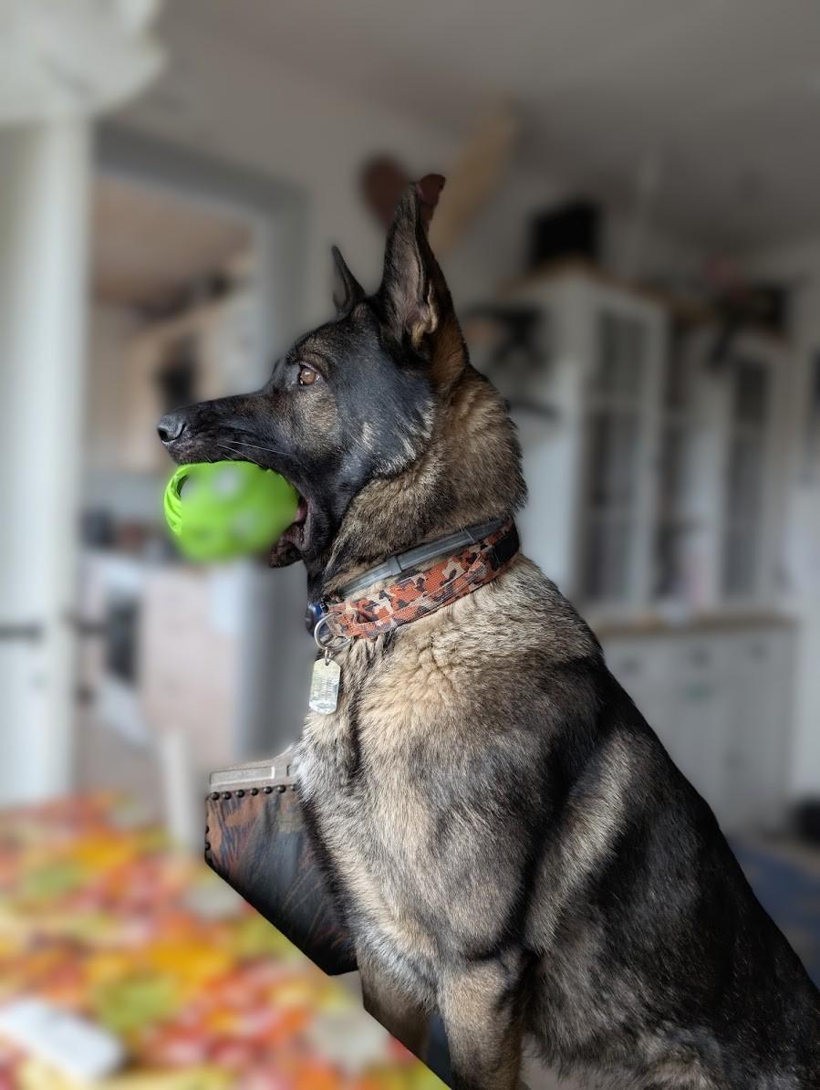 Schæferhund Team Lynn Asko (Basse) billede 2