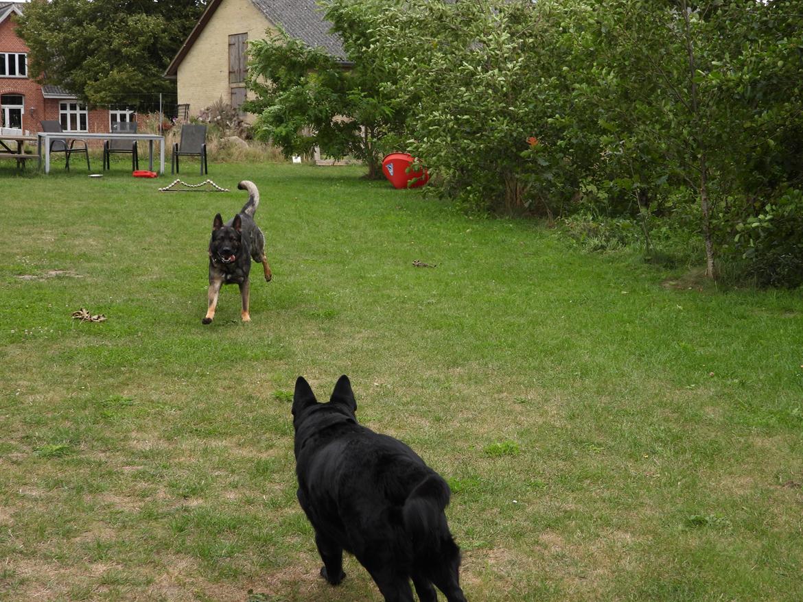 Schæferhund Team Lynn Asko (Basse) billede 6