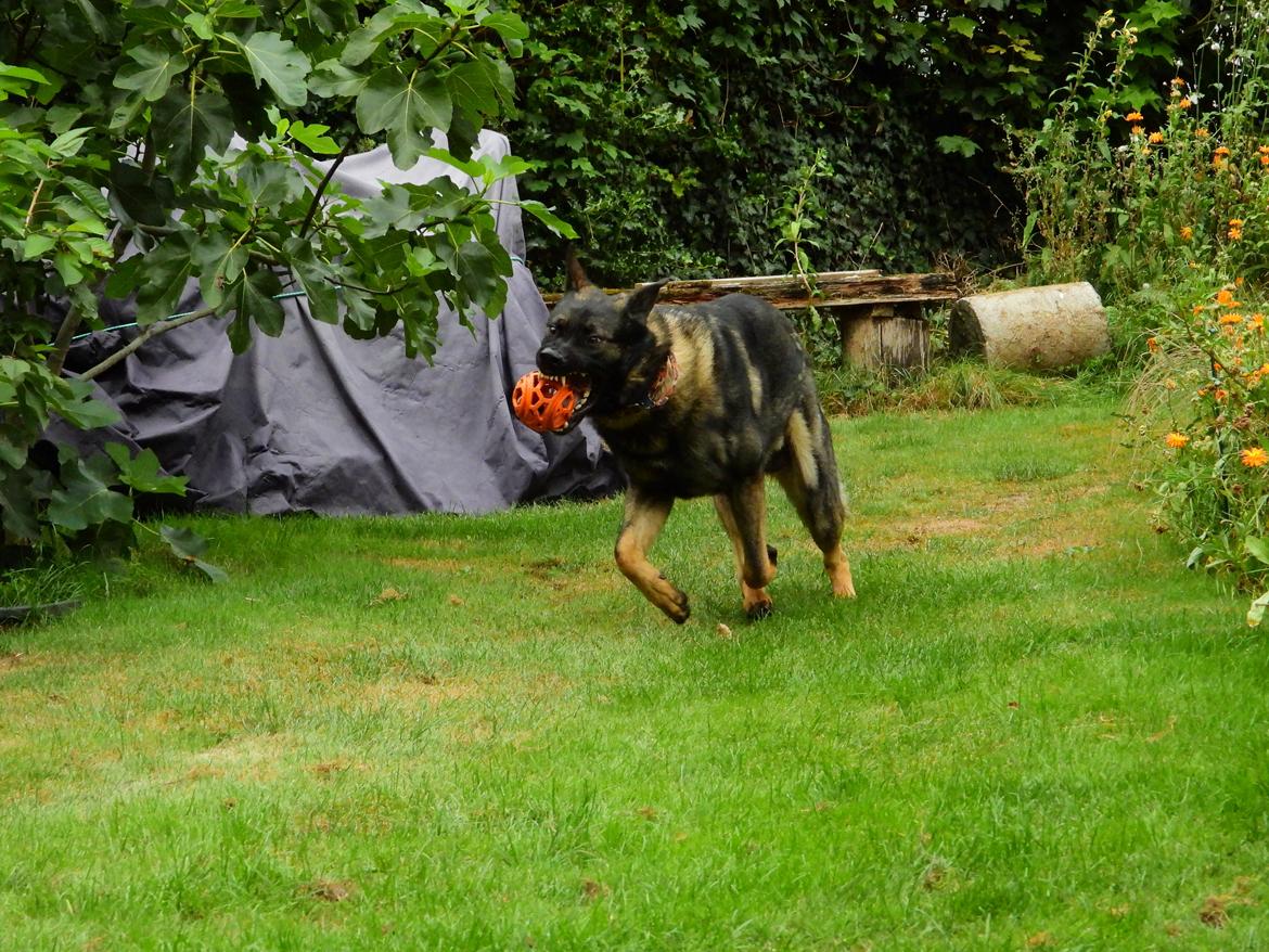 Schæferhund Team Lynn Asko (Basse) billede 7