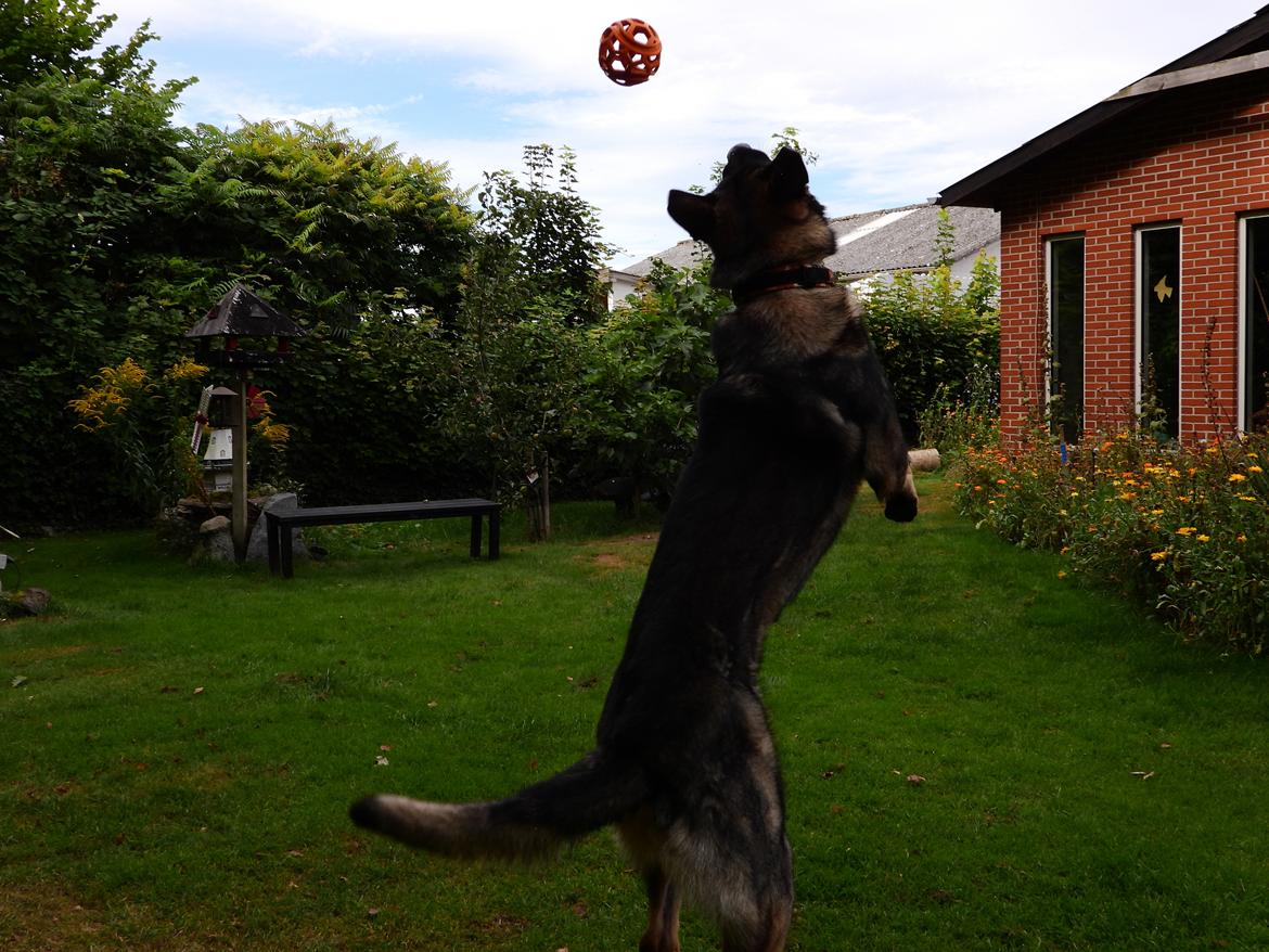 Schæferhund Team Lynn Asko (Basse) billede 8