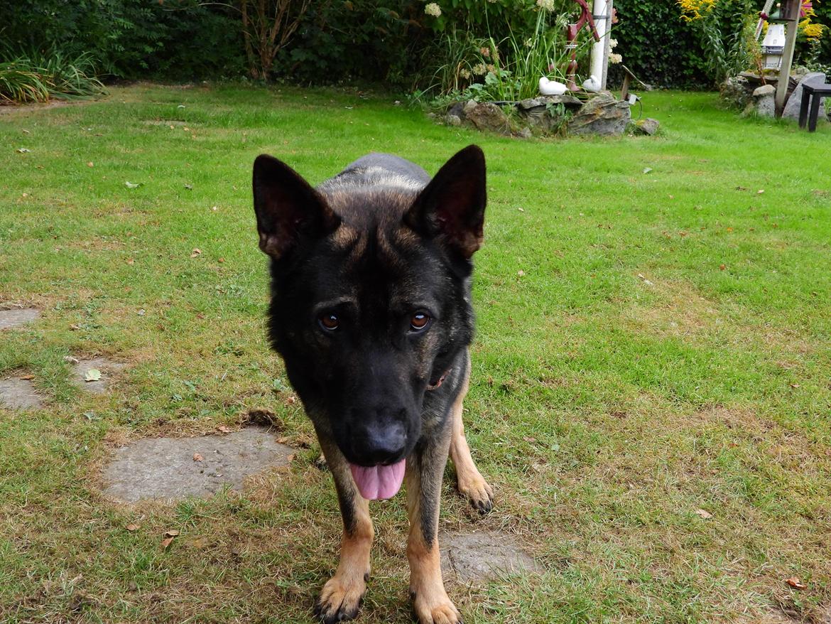 Schæferhund Team Lynn Asko (Basse) billede 9