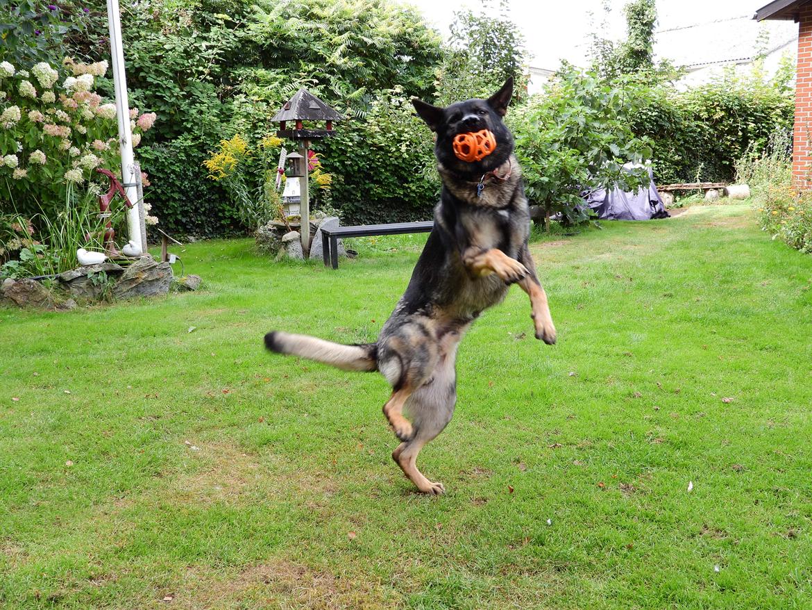 Schæferhund Team Lynn Asko (Basse) billede 10