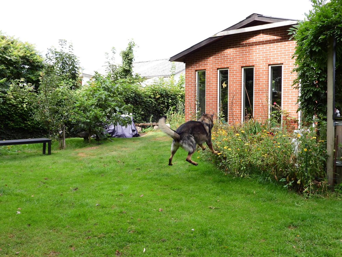 Schæferhund Team Lynn Asko (Basse) billede 11