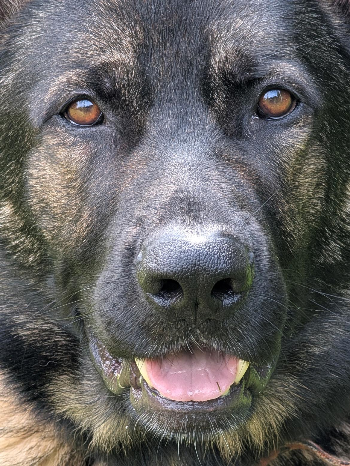 Schæferhund Team Lynn Asko (Basse) billede 12