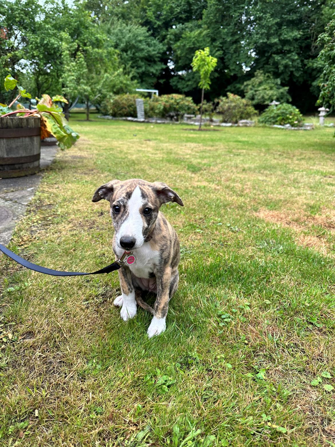 Whippet Ingrid billede 5
