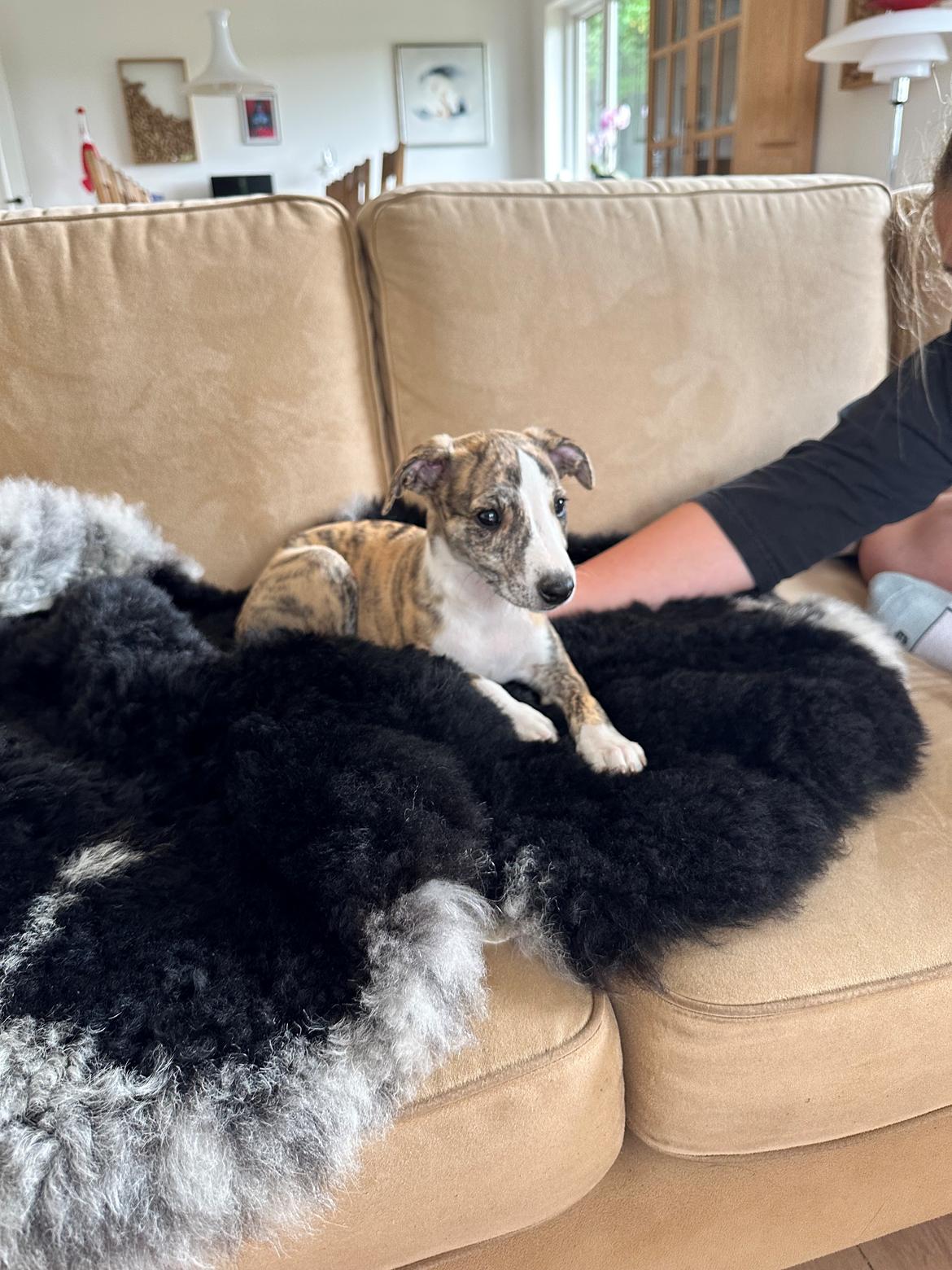 Whippet Ingrid billede 1