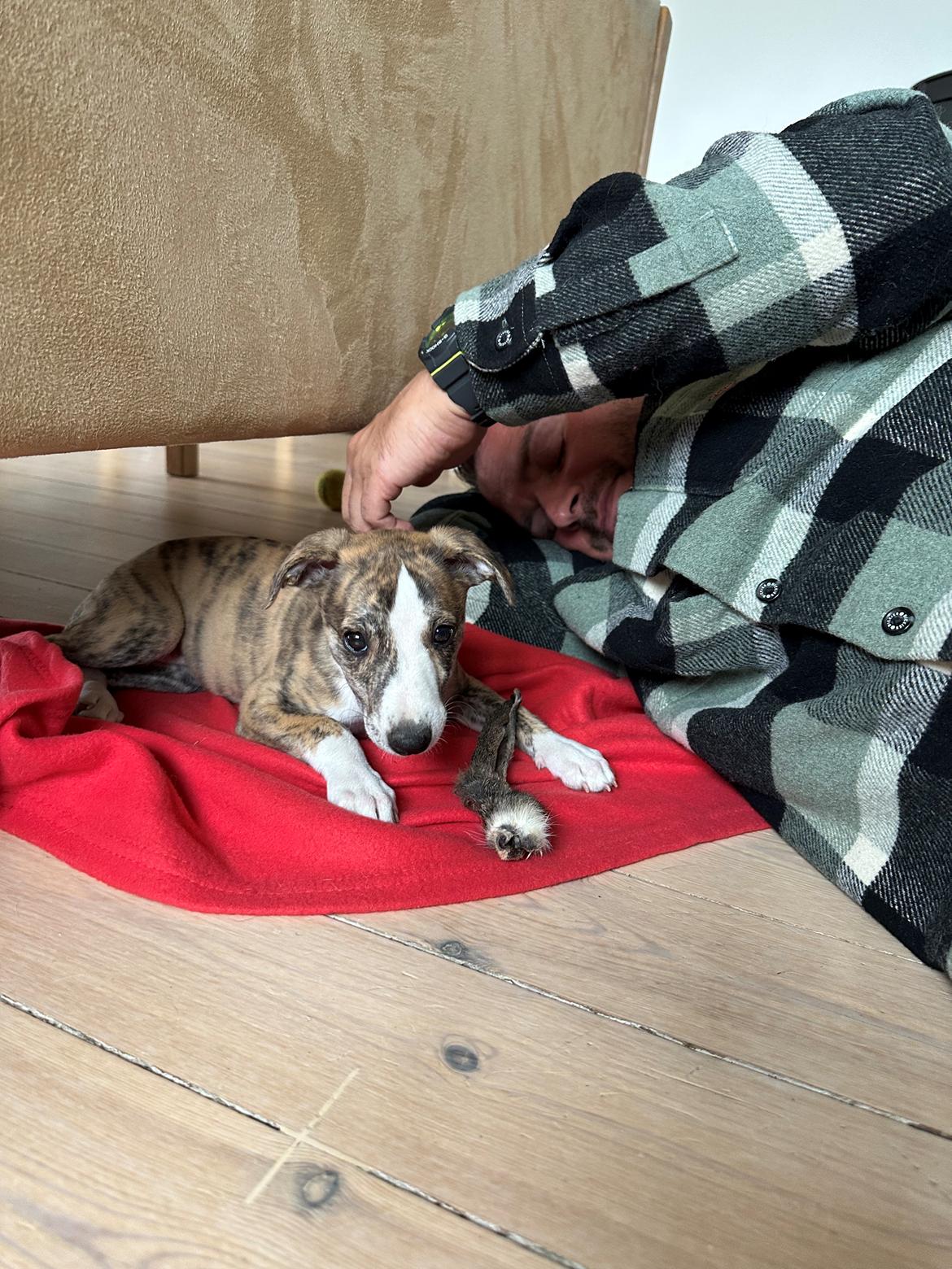 Whippet Ingrid billede 3