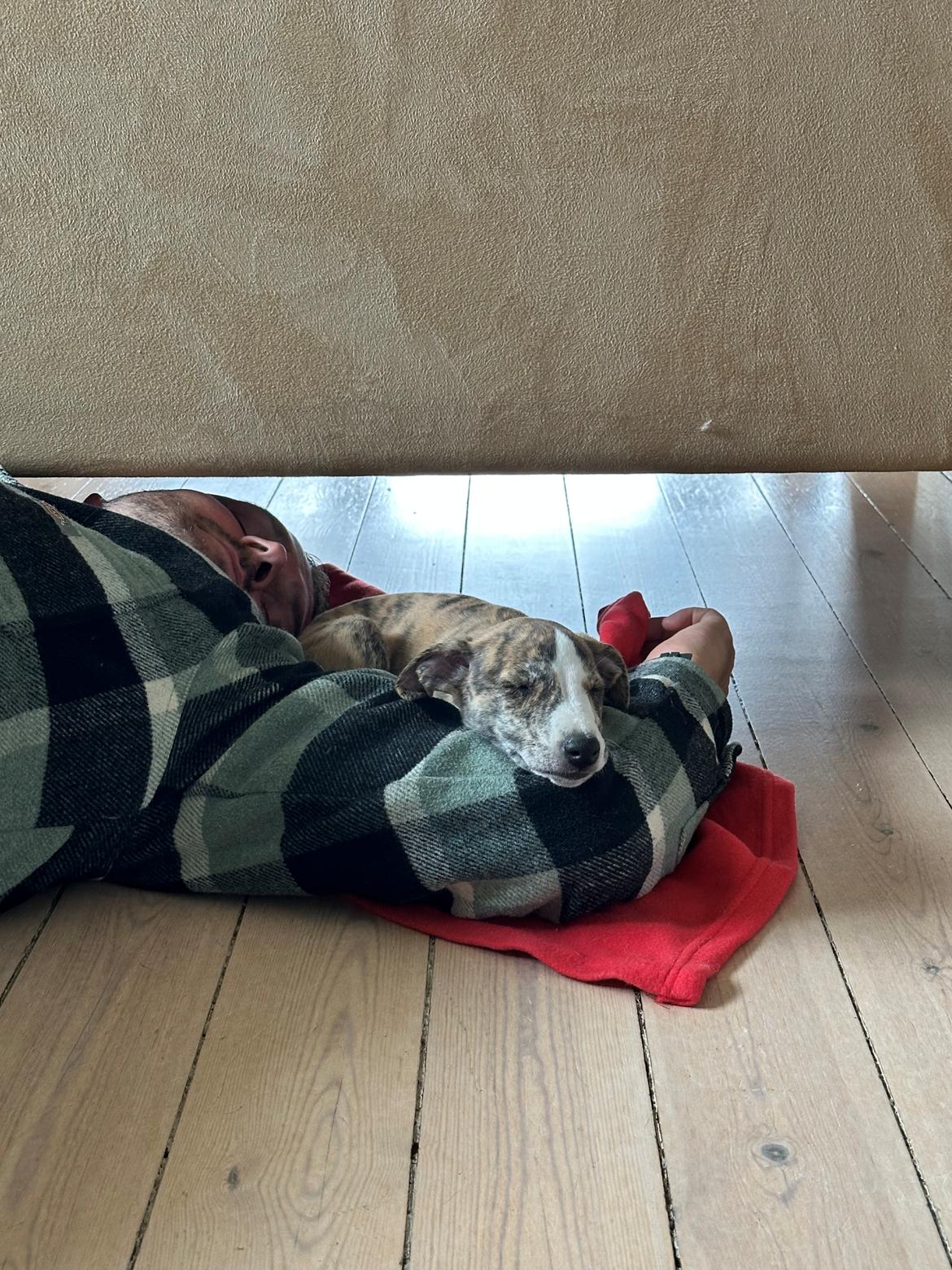 Whippet Ingrid billede 4