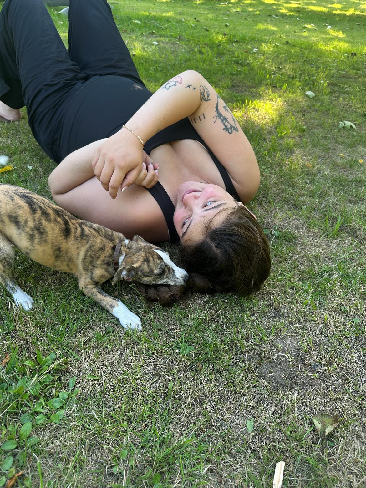 Whippet Ingrid billede 7