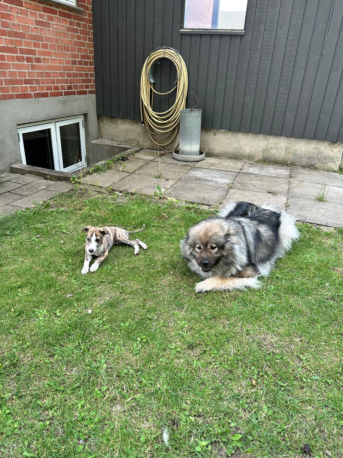 Whippet Ingrid billede 8
