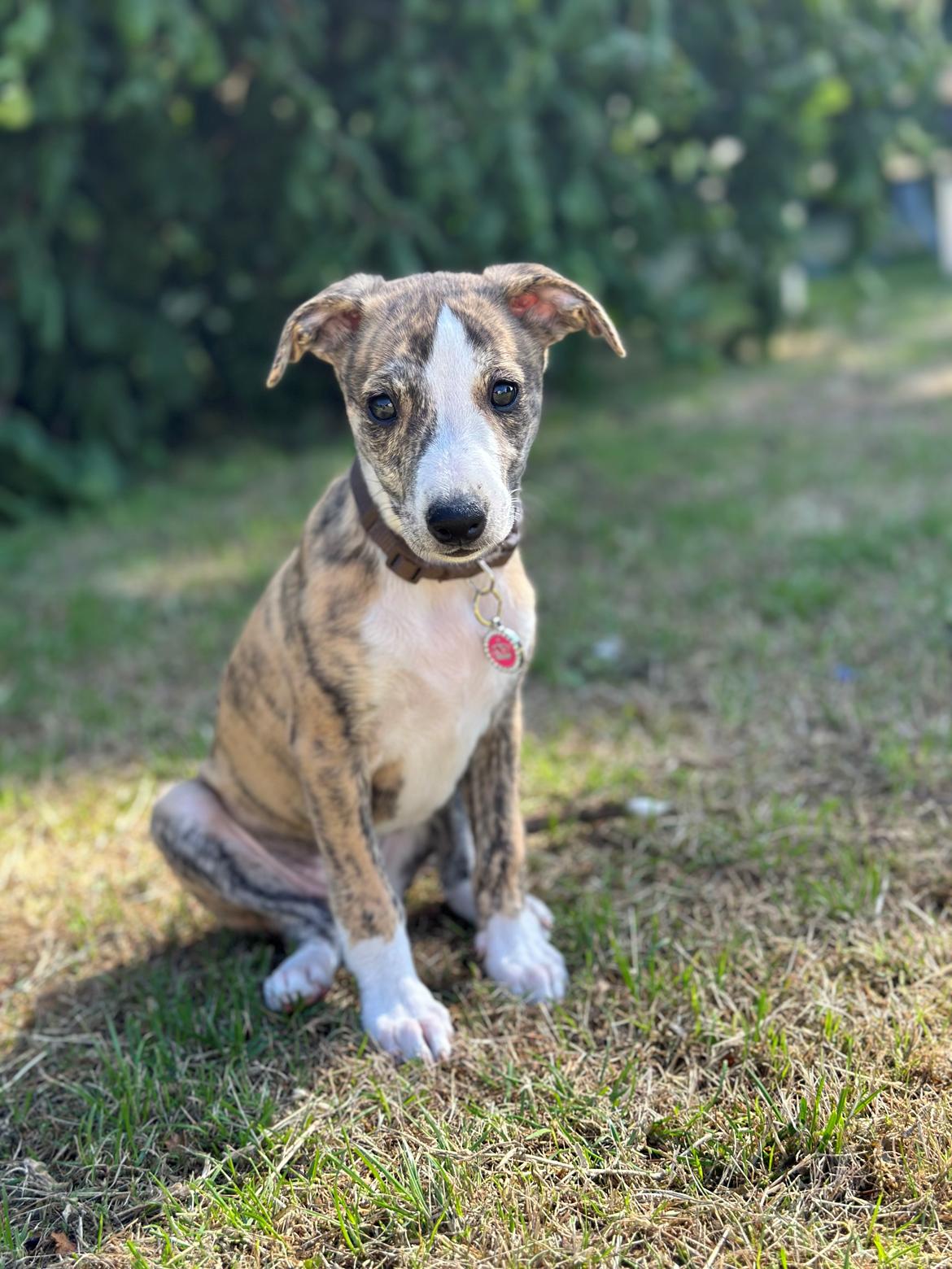Whippet Ingrid billede 6