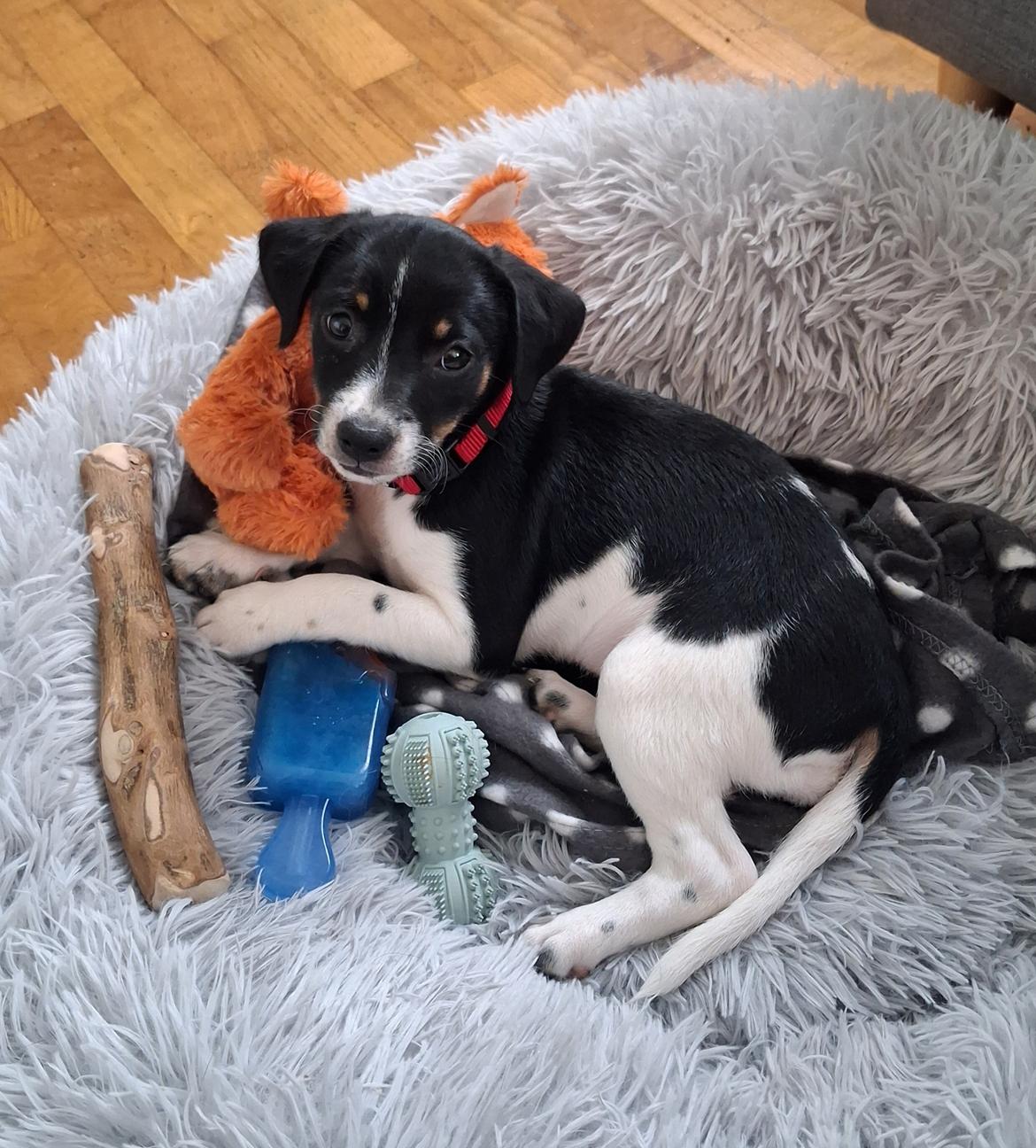 Dansk svensk gaardhund Essie billede 1