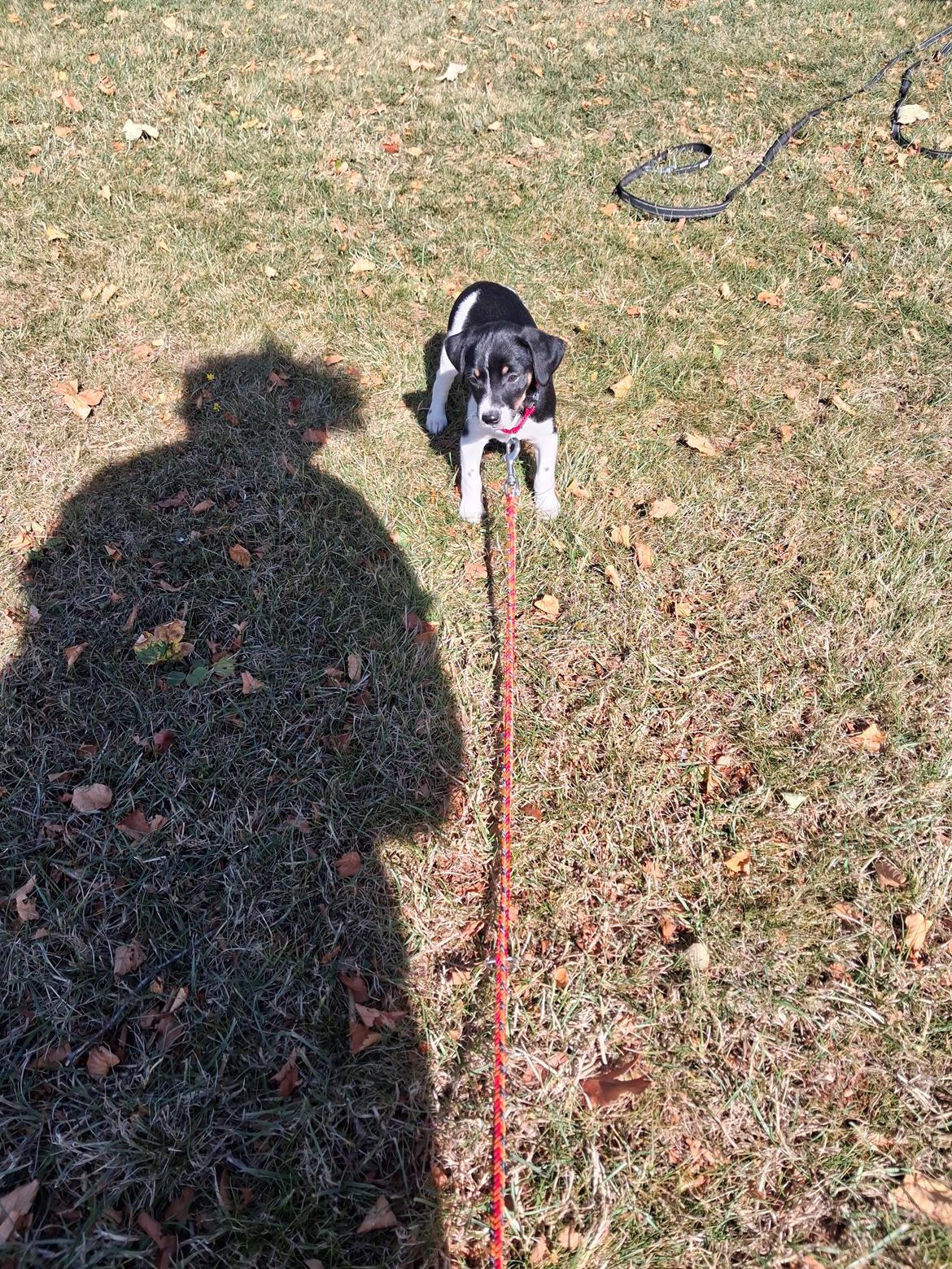 Dansk svensk gaardhund Essie billede 2