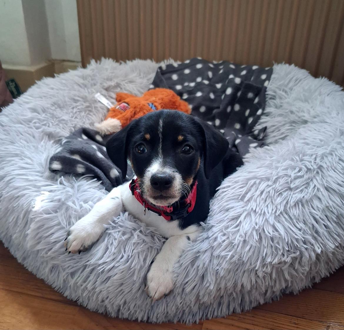 Dansk svensk gaardhund Essie billede 3