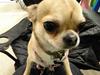 Chihuahua Lil footsteps Gambling with hearts (Chili)