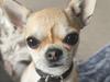 Chihuahua Lil footsteps Gambling with hearts (Chili)