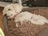 Bichon à poil frisé Daisy