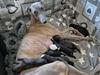 Whippet Tiny 