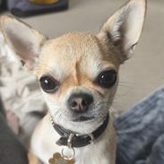 Chihuahua Lil footsteps Gambling with hearts (Chili)