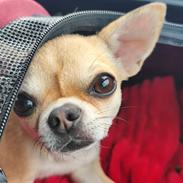 Chihuahua Lil footsteps Gambling with hearts (Chili)