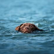 Labrador retriever Cody