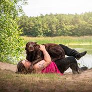 Labrador retriever Cody