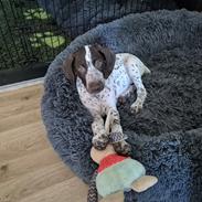 Korthåret hønsehund Ace 