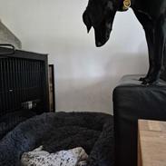 Korthåret hønsehund Ace 