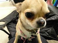 Chihuahua Lil footsteps Gambling with hearts (Chili)