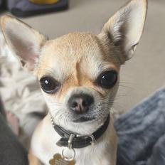 Chihuahua Lil footsteps Gambling with hearts (Chili)